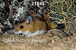 Peromyscus maniculatus